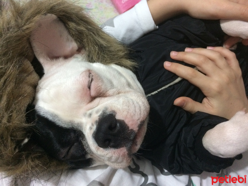 Fransız Bulldog, Köpek  çarşı fotoğrafı