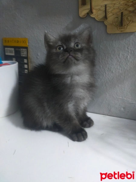 Scottish Fold, Kedi  Yok fotoğrafı