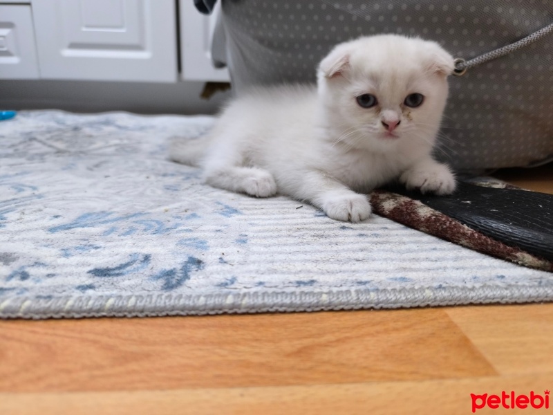 Scottish Fold, Kedi  Yok fotoğrafı