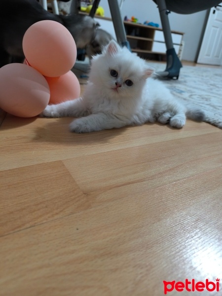 Scottish Fold, Kedi  Yok fotoğrafı