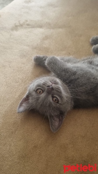 British Longhair, Kedi  Yaman fotoğrafı