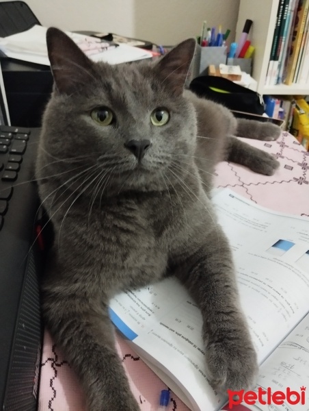 British Shorthair, Kedi  Duman fotoğrafı