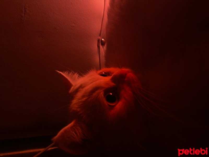 British Longhair, Kedi  Merkür fotoğrafı