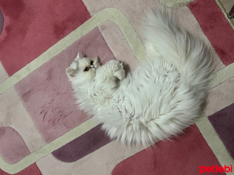 İran Kedisi (Persian), Kedi  Yuna fotoğrafı