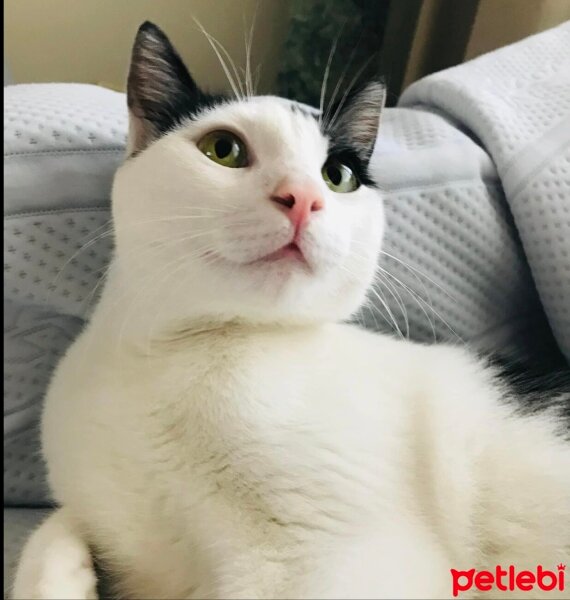 Tekir Kedi, Kedi  Tom fotoğrafı