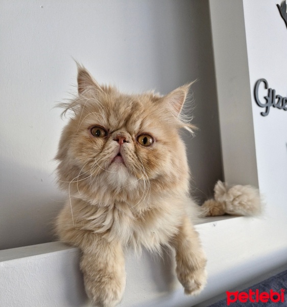 İran Kedisi (Persian), Kedi  Pamuk fotoğrafı