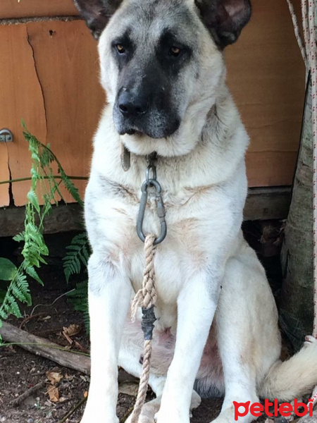 Kangal, Köpek  Kral fotoğrafı