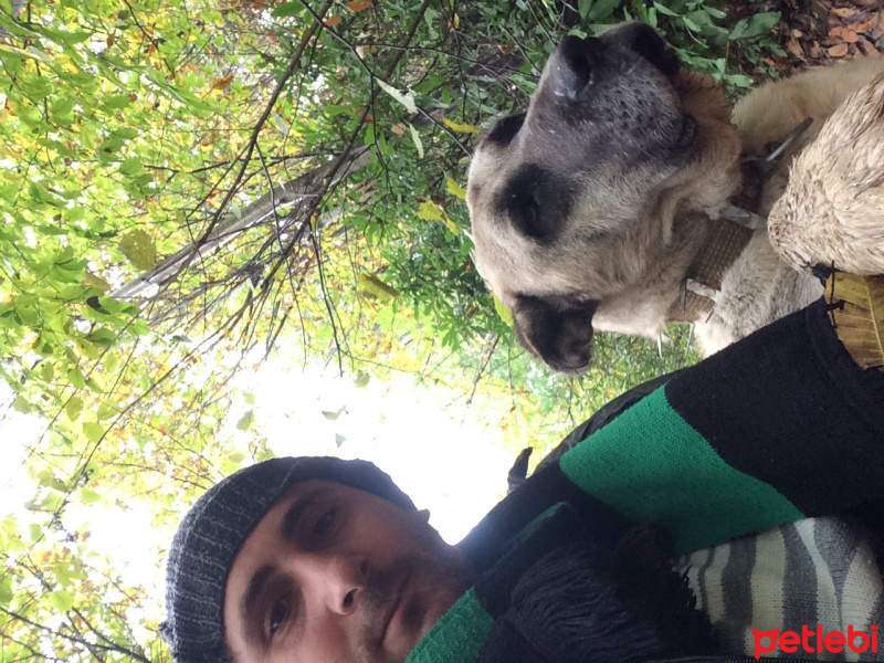 Kangal, Köpek  Kral fotoğrafı