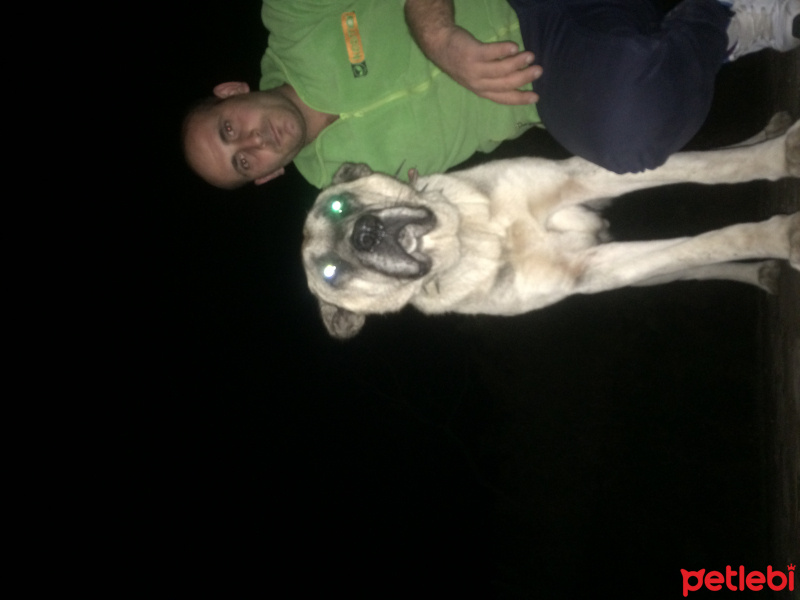 Kangal, Köpek  Kral fotoğrafı