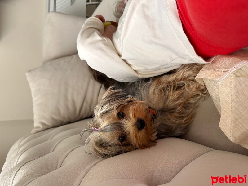 Yorkshire Terrier, Köpek  Mickey fotoğrafı