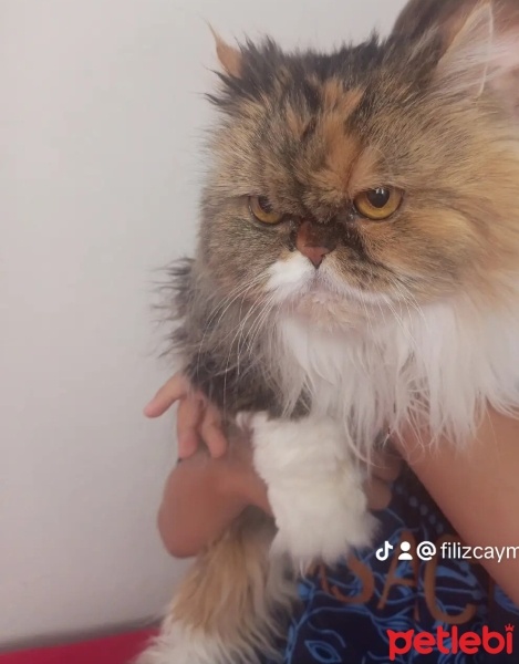İran Kedisi (Persian), Kedi  Kız fotoğrafı
