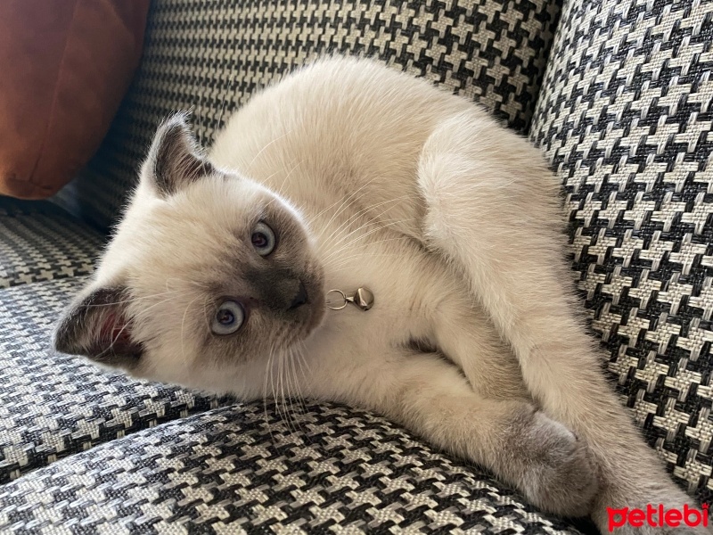British Shorthair, Kedi  mochi fotoğrafı