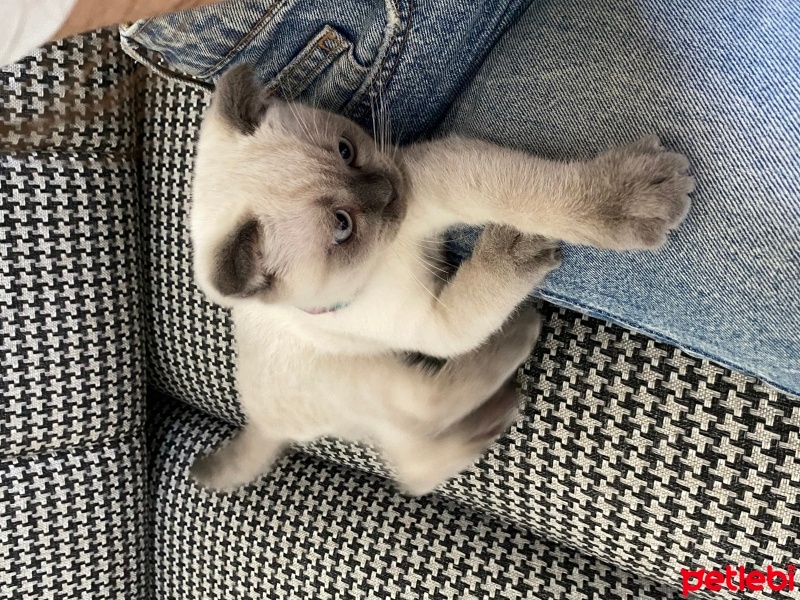British Shorthair, Kedi  mochi fotoğrafı