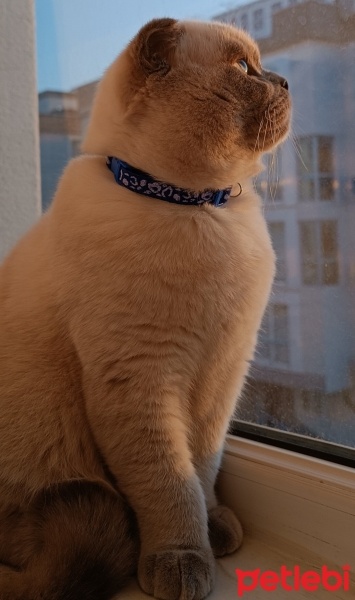 Scottish Fold, Kedi  Mars fotoğrafı