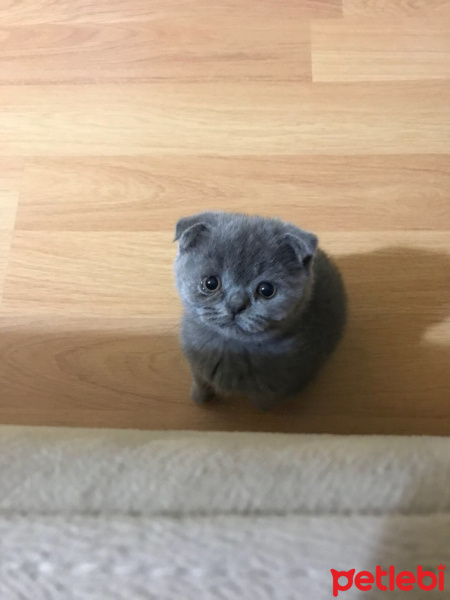 Scottish Fold, Kedi  Çakıl fotoğrafı