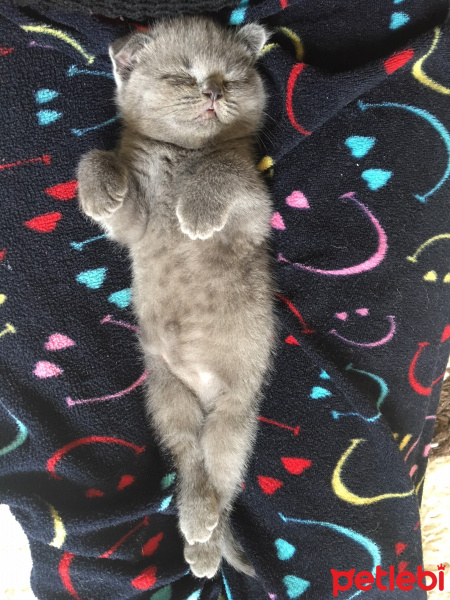 Scottish Fold, Kedi  Çakıl fotoğrafı