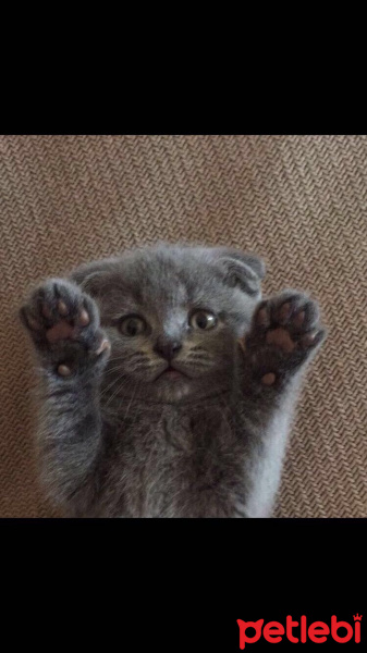 Scottish Fold, Kedi  Çakıl fotoğrafı
