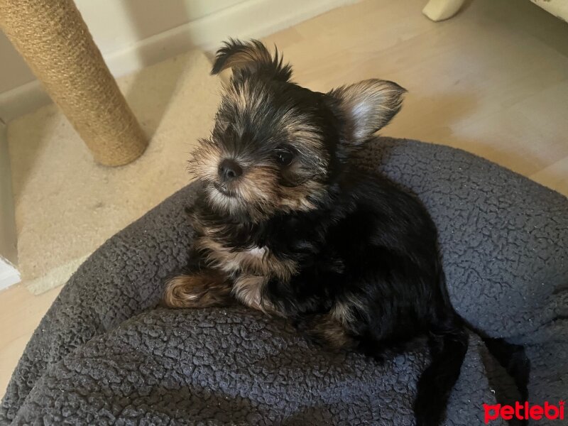 Yorkshire Terrier, Köpek  Bebiş fotoğrafı