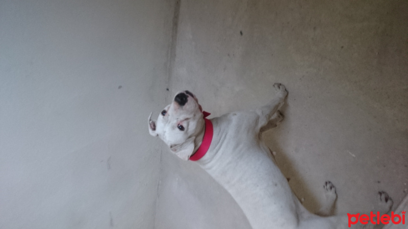 Dogo Arjantin, Köpek  Casper fotoğrafı