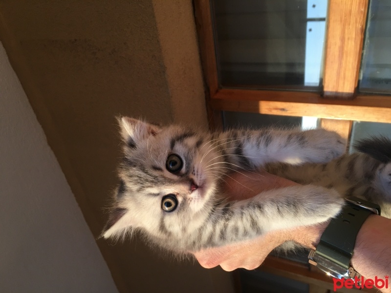 Scottish Fold, Kedi  Minnoş fotoğrafı
