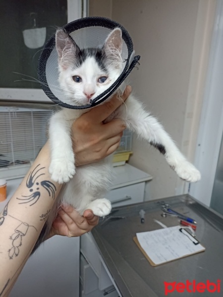 Tekir Kedi, Kedi  Kedi fotoğrafı