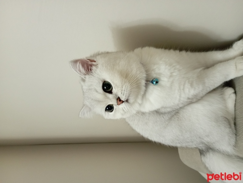 Scottish Fold, Kedi  Milka fotoğrafı