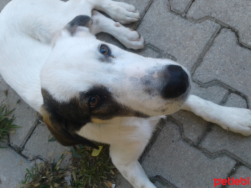Sokö (Sokak Köpeği), Köpek  Orkan fotoğrafı