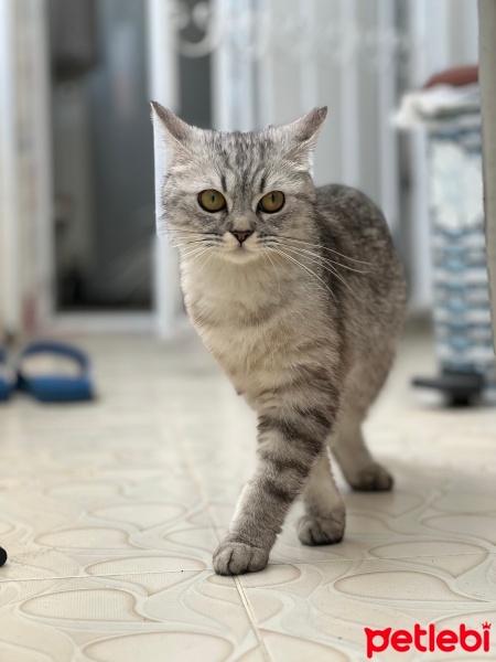 British Shorthair, Kedi  Şila ücretsiz fotoğrafı