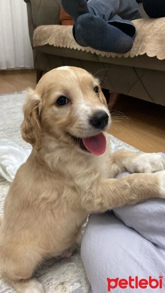 Golden Retriever, Köpek  Vegas fotoğrafı