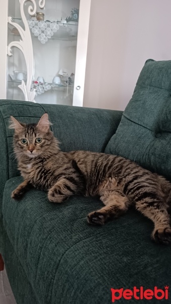 Norwegian Forest, Kedi  Badem fotoğrafı