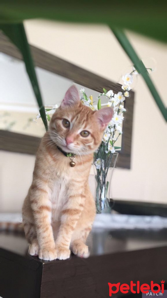 Tekir Kedi, Kedi  fanta fotoğrafı