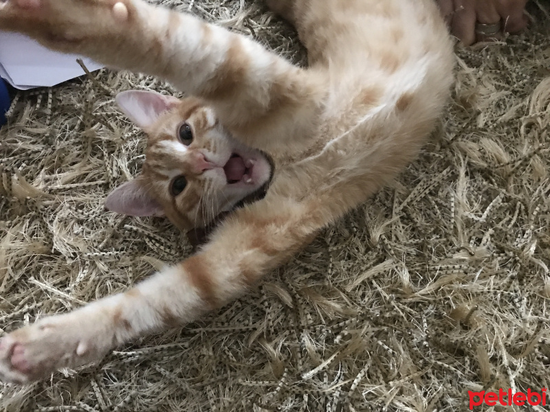Tekir Kedi, Kedi  fanta fotoğrafı