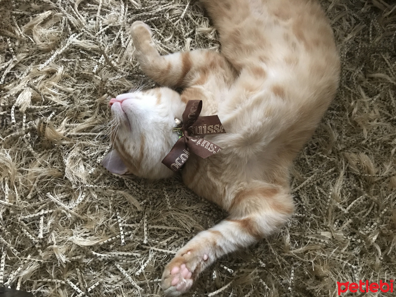 Tekir Kedi, Kedi  fanta fotoğrafı