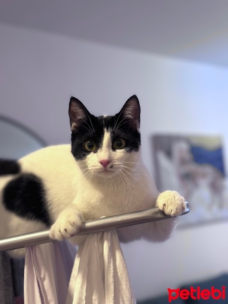 Soke, Kedi  Shiro fotoğrafı