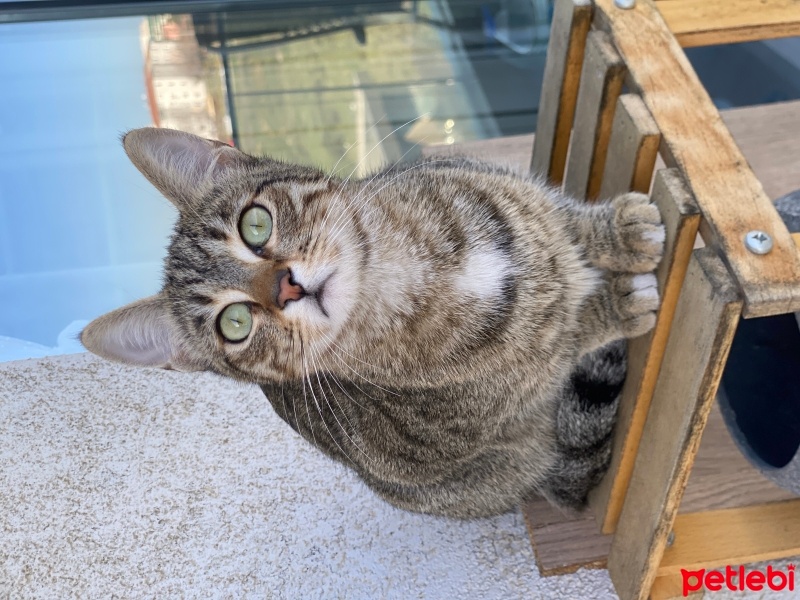 Tekir Kedi, Kedi  Puri fotoğrafı
