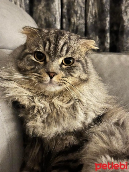 Scottish Fold, Kedi  Britney fotoğrafı