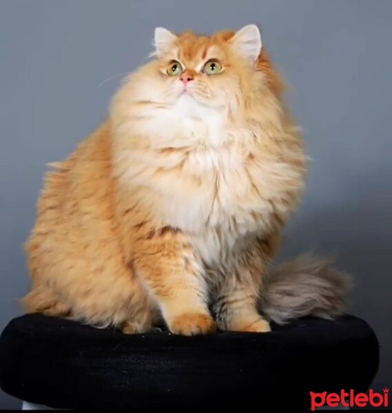 British Longhair, Kedi  Paris fotoğrafı