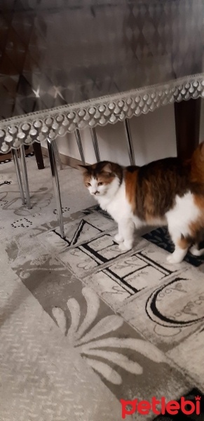Tekir Kedi, Kedi  Lucky fotoğrafı