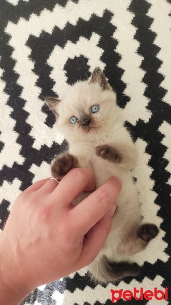 Scottish Fold, Kedi  Scottish british Yavru Kedilerimiz fotoğrafı