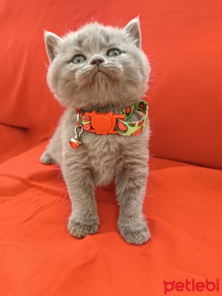 Scottish Fold, Kedi  Scottish british Yavru Kedilerimiz fotoğrafı