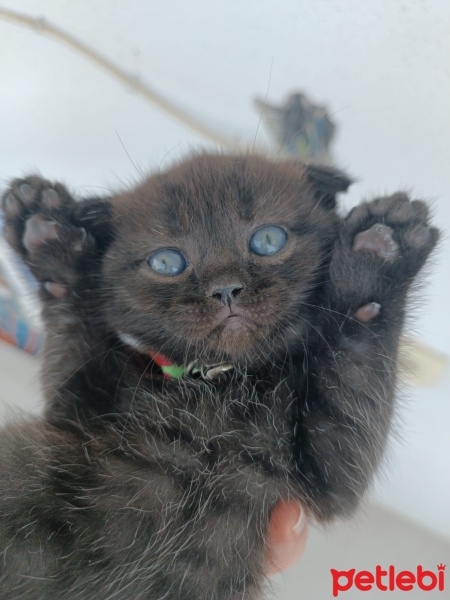 Scottish Fold, Kedi  Scottish british Yavru Kedilerimiz fotoğrafı