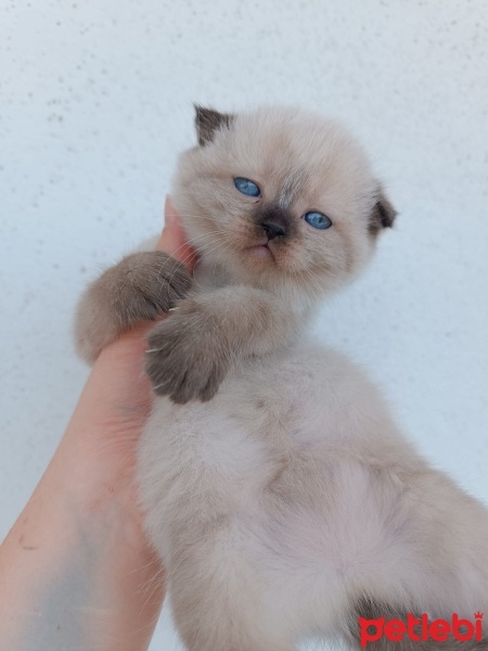 Scottish Fold, Kedi  Scottish british Yavru Kedilerimiz fotoğrafı