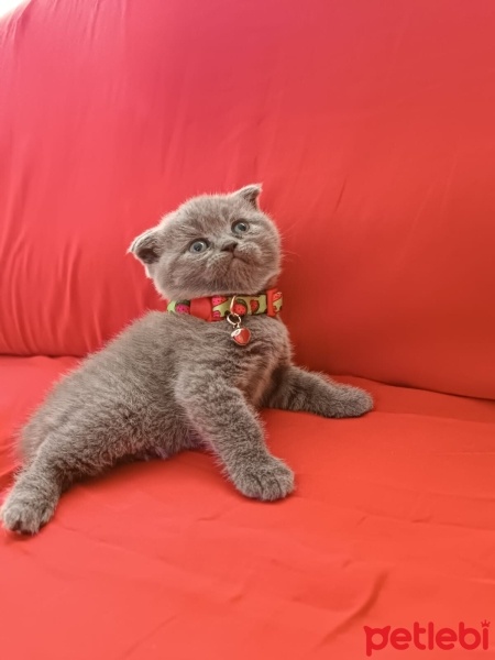 Scottish Fold, Kedi  Scottish british Yavru Kedilerimiz fotoğrafı