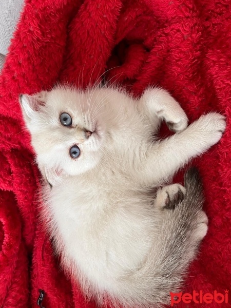 Scottish Fold, Kedi  İnci fotoğrafı