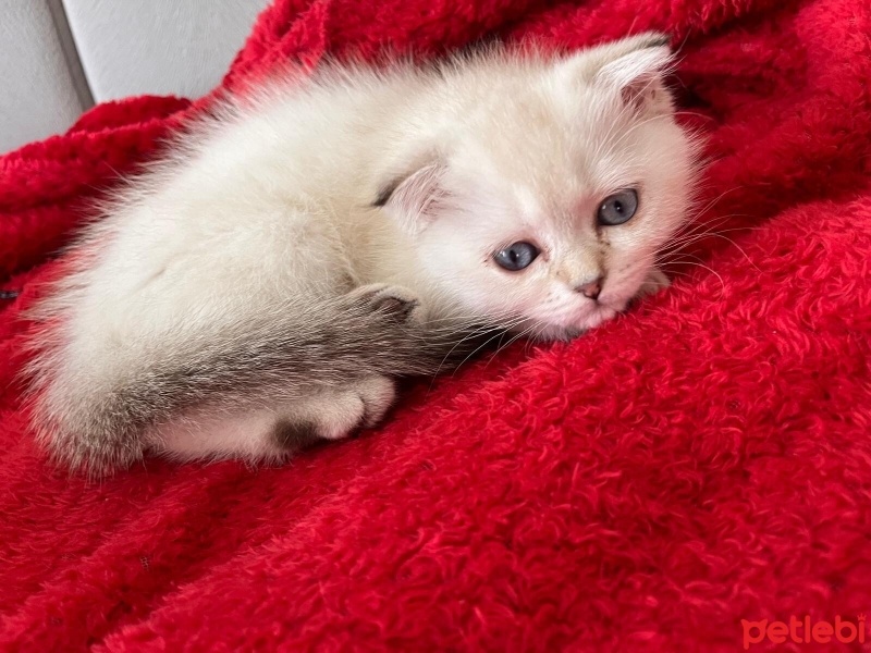 Scottish Fold, Kedi  İnci fotoğrafı