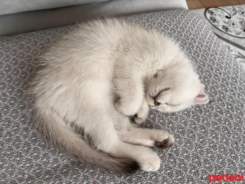 Scottish Fold, Kedi  İnci fotoğrafı