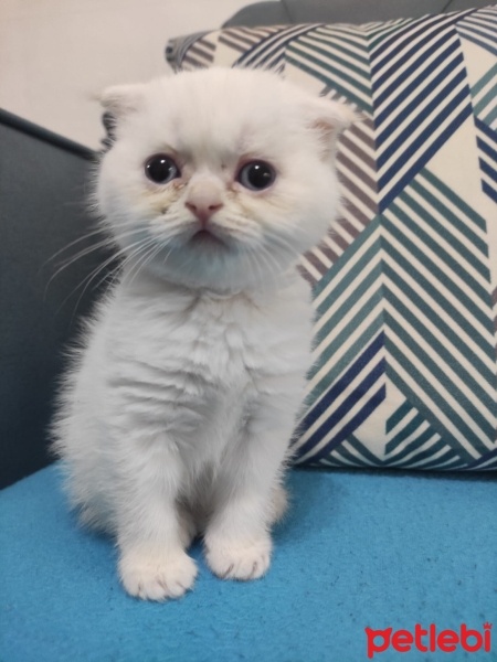 Scottish Fold, Kedi  Boncuk fotoğrafı