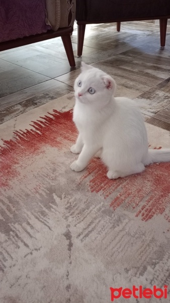 British Shorthair, Kedi  PAMUK fotoğrafı