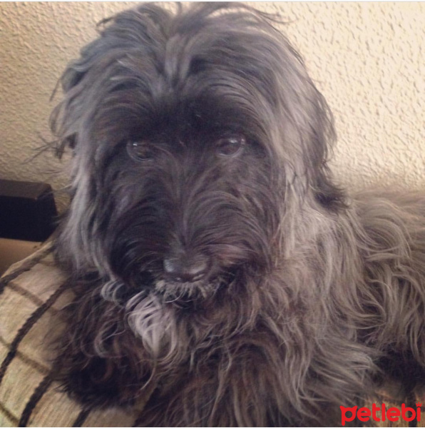 Yorkshire Terrier, Köpek  Zeytin fotoğrafı