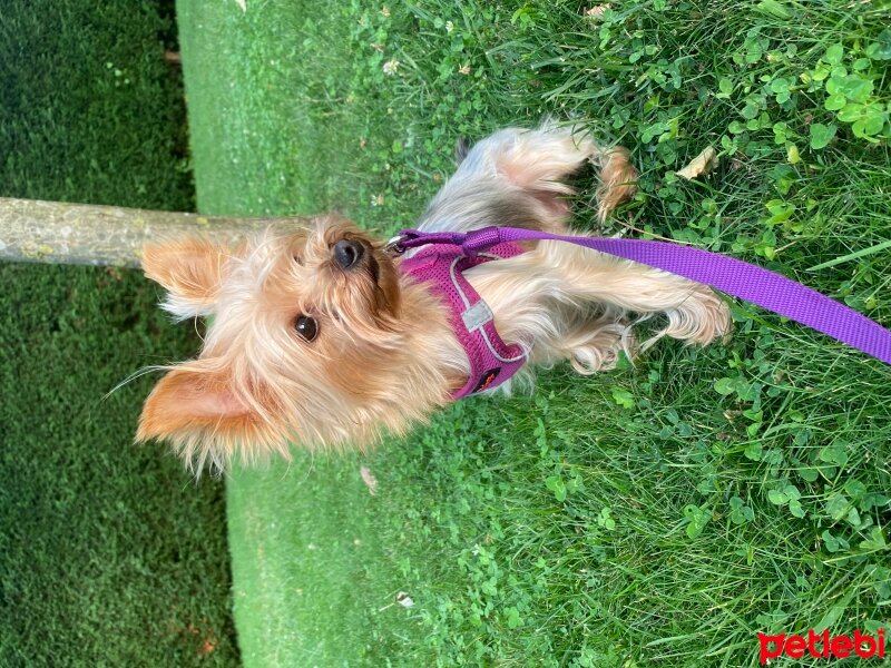 Yorkshire Terrier, Köpek  Kahve fotoğrafı